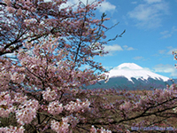 富士桜と富士